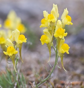 Linaria supina (Plantaginaceae)  - Linaire couchée - Prostrate Toadflax Herault [France] 14/05/2008 - 760m