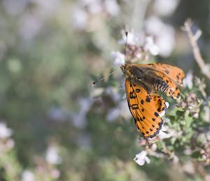 Melitaea didyma (Nymphalidae)  - Mélitée orangée - Spotted Fritillary Aveyron [France] 11/05/2008 - 380mjuste apr?s l'?closion