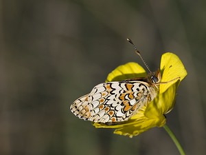 Melitaea phoebe (Nymphalidae)  - Mélitée des Centaurées, Grand Damier Aveyron [France] 13/05/2008 - 680m