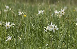 Narcissus poeticus (Amaryllidaceae)  - Narcisse des poètes - Pheasant's-eye Daffodil Herault [France] 08/05/2008 - 840m