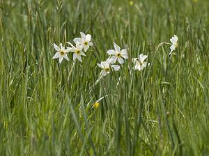 Narcissus poeticus (Amaryllidaceae)  - Narcisse des poètes - Pheasant's-eye Daffodil Herault [France] 08/05/2008 - 840m