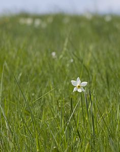 Narcissus poeticus (Amaryllidaceae)  - Narcisse des poètes - Pheasant's-eye Daffodil Herault [France] 08/05/2008 - 840m