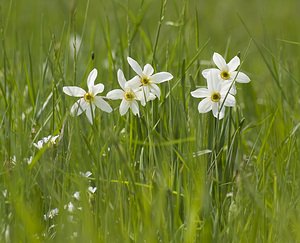 Narcissus poeticus (Amaryllidaceae)  - Narcisse des poètes - Pheasant's-eye Daffodil Herault [France] 08/05/2008 - 840m