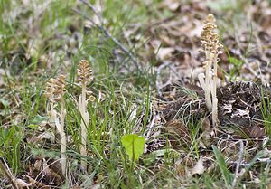 Neottia nidus-avis (Orchidaceae)  - Néottie nid-d'oiseau, Herbe aux vers - Bird's-nest Orchid Herault [France] 14/05/2008 - 750m