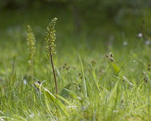 Neottia ovata (Orchidaceae)  - Néottie ovale, Grande Listère, Double-feuille, Listère à feuilles ovales, Listère ovale - Common Twayblade Pas-de-Calais [France] 03/05/2008 - 70m