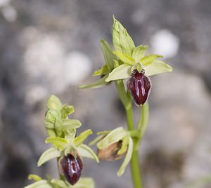 Ophrys aranifera (Orchidaceae)  - Ophrys araignée, Oiseau-coquet - Early Spider-orchid Aveyron [France] 11/05/2008 - 800m