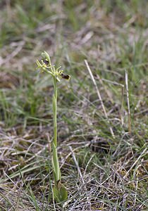 Ophrys aranifera (Orchidaceae)  - Ophrys araignée, Oiseau-coquet - Early Spider-orchid Aveyron [France] 12/05/2008 - 640m