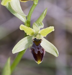 Ophrys aranifera (Orchidaceae)  - Ophrys araignée, Oiseau-coquet - Early Spider-orchid Aveyron [France] 12/05/2008 - 640m