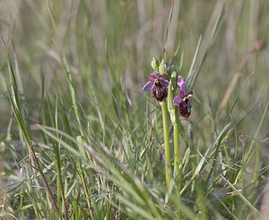 Ophrys aveyronensis (Orchidaceae)  - Ophrys de l'Aveyron Aveyron [France] 08/05/2008 - 760m