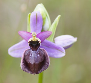 Ophrys aveyronensis (Orchidaceae)  - Ophrys de l'Aveyron Aveyron [France] 12/05/2008 - 530m