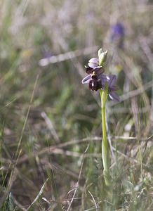 Ophrys aveyronensis (Orchidaceae)  - Ophrys de l'Aveyron Aveyron [France] 13/05/2008 - 680m