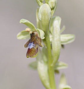 Ophrys aymoninii (Orchidaceae)  - Ophrys d'Aymonin Aveyron [France] 11/05/2008 - 810m