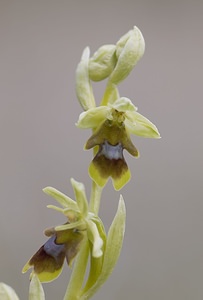 Ophrys aymoninii (Orchidaceae)  - Ophrys d'Aymonin Aveyron [France] 11/05/2008 - 800m