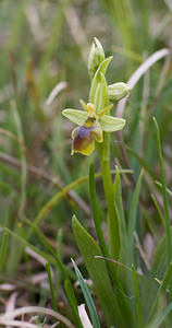 Ophrys aymoninii (Orchidaceae)  - Ophrys d'Aymonin Aveyron [France] 15/05/2008 - 780m