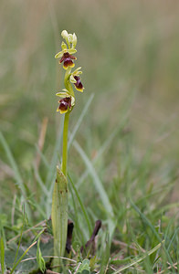 Ophrys aymoninii (Orchidaceae)  - Ophrys d'Aymonin Aveyron [France] 15/05/2008 - 780m