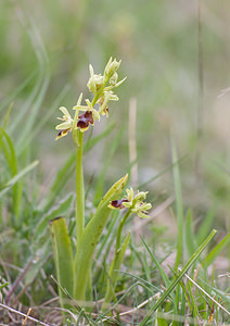 Ophrys aymoninii (Orchidaceae)  - Ophrys d'Aymonin Aveyron [France] 15/05/2008 - 780m