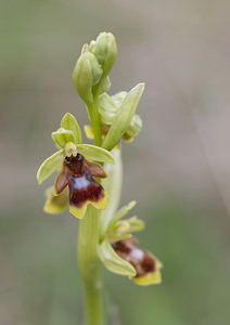 Ophrys aymoninii (Orchidaceae)  - Ophrys d'Aymonin Aveyron [France] 15/05/2008 - 780m