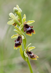 Ophrys aymoninii (Orchidaceae)  - Ophrys d'Aymonin Aveyron [France] 15/05/2008 - 770m