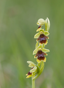 Ophrys aymoninii (Orchidaceae)  - Ophrys d'Aymonin Aveyron [France] 16/05/2008 - 890m