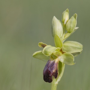 Ophrys funerea (Orchidaceae)  - Ophrys funèbre Aveyron [France] 11/05/2008 - 800m