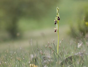 Ophrys insectifera (Orchidaceae)  - Ophrys mouche - Fly Orchid Aveyron [France] 12/05/2008 - 630m