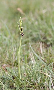 Ophrys insectifera (Orchidaceae)  - Ophrys mouche - Fly Orchid Aveyron [France] 12/05/2008 - 630m