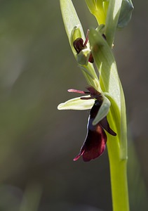 Ophrys insectifera (Orchidaceae)  - Ophrys mouche - Fly Orchid Aveyron [France] 13/05/2008 - 730m