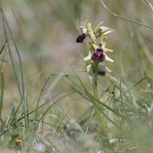 Ophrys passionis (Orchidaceae)  - Ophrys de la Passion Herault [France] 08/05/2008 - 720m