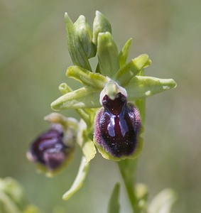 Ophrys passionis (Orchidaceae)  - Ophrys de la Passion Herault [France] 08/05/2008 - 730m