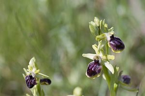 Ophrys passionis (Orchidaceae)  - Ophrys de la Passion Herault [France] 08/05/2008 - 730m