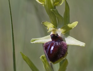 Ophrys passionis (Orchidaceae)  - Ophrys de la Passion Herault [France] 08/05/2008 - 730m