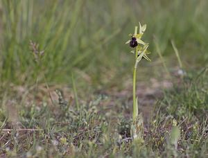 Ophrys passionis (Orchidaceae)  - Ophrys de la Passion Aveyron [France] 08/05/2008 - 760m