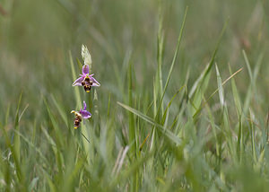 Ophrys scolopax (Orchidaceae)  - Ophrys bécasse Aveyron [France] 15/05/2008 - 770m