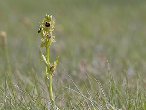 Ophrys virescens (Orchidaceae)  - Ophrys verdissant Aveyron [France] 11/05/2008 - 800m