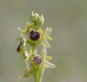 Ophrys virescens (Orchidaceae)  - Ophrys verdissant Aveyron [France] 11/05/2008 - 800m