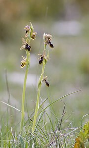 Ophrys x fabrei (Orchidaceae)  - Ophrys de FabreOphrys aymoninii x Ophrys virescens. Aveyron [France] 11/05/2008 - 800mhybride Ophrys aymoninii x Ophrys Litigiosa, avec pour parent c?t? litigiosa, un sujet ? p?rianthe rose