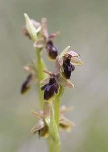 Ophrys x fabrei (Orchidaceae)  - Ophrys de FabreOphrys aymoninii x Ophrys virescens. Aveyron [France] 11/05/2008 - 800mhybride Ophrys aymoninii x Ophrys Litigiosa, avec pour parent c?t? litigiosa, un sujet ? p?rianthe rose