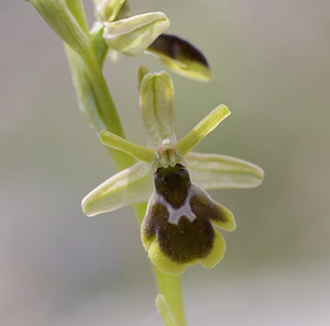 Ophrys x fabrei (Orchidaceae)  - Ophrys de FabreOphrys aymoninii x Ophrys virescens. Aveyron [France] 11/05/2008 - 800m