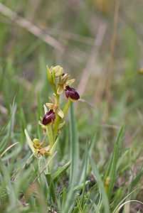 Ophrys x fabrei (Orchidaceae)  - Ophrys de FabreOphrys aymoninii x Ophrys virescens. Aveyron [France] 15/05/2008 - 780m