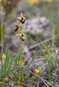 Ophrys x fabrei (Orchidaceae)  - Ophrys de FabreOphrys aymoninii x Ophrys virescens. Aveyron [France] 15/05/2008 - 770m