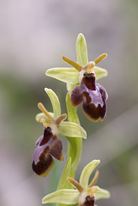 Ophrys x fabrei (Orchidaceae)  - Ophrys de FabreOphrys aymoninii x Ophrys virescens. Aveyron [France] 15/05/2008 - 770m