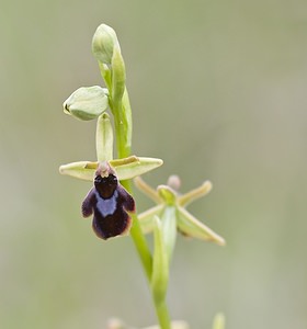 Ophrys x fonsaudiensis (Orchidaceae) Ophrys insectifera x Ophrys passionis. Aveyron [France] 13/05/2008 - 640m