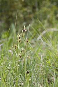 Ophrys x fonsaudiensis (Orchidaceae) Ophrys insectifera x Ophrys passionis. Aveyron [France] 13/05/2008 - 660m