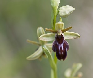 Ophrys x fonsaudiensis (Orchidaceae) Ophrys insectifera x Ophrys passionis. Aveyron [France] 13/05/2008 - 660m