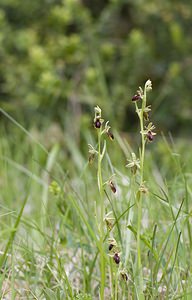 Ophrys x fonsaudiensis (Orchidaceae) Ophrys insectifera x Ophrys passionis. Aveyron [France] 13/05/2008 - 660m