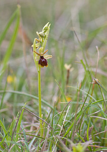 Ophrys x tytecana (Orchidaceae)  - Ophrys de Titeca Aveyron [France] 15/05/2008 - 780m