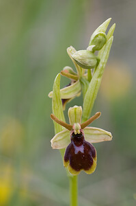 Ophrys x tytecana (Orchidaceae)  - Ophrys de Titeca Aveyron [France] 15/05/2008 - 780m