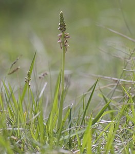 Orchis anthropophora (Orchidaceae)  - Acéras homme-pendu - Man Orchid Pas-de-Calais [France] 03/05/2008 - 70m