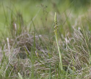 Orchis anthropophora (Orchidaceae)  - Acéras homme-pendu - Man Orchid Pas-de-Calais [France] 03/05/2008 - 70m