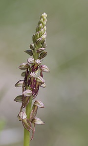 Orchis anthropophora (Orchidaceae)  - Acéras homme-pendu - Man Orchid Pas-de-Calais [France] 03/05/2008 - 70m